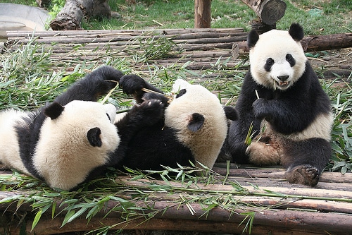 pandas